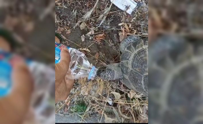 Kaplumbağa kendisine uzatılan şişeden kana kana su içti
