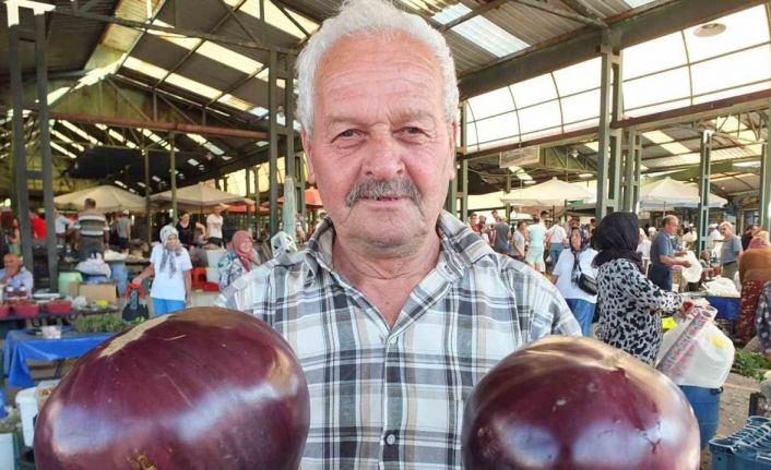 Karpuz büyüklüğündeki kiloluk patlıcanlar ilgi görüyor