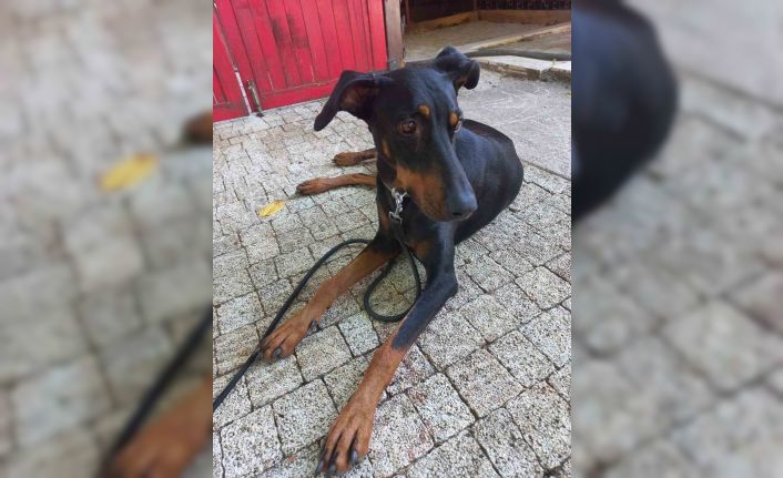 Kayıp ekonomist Korhan Berzeg’in köpeği köye geri döndü