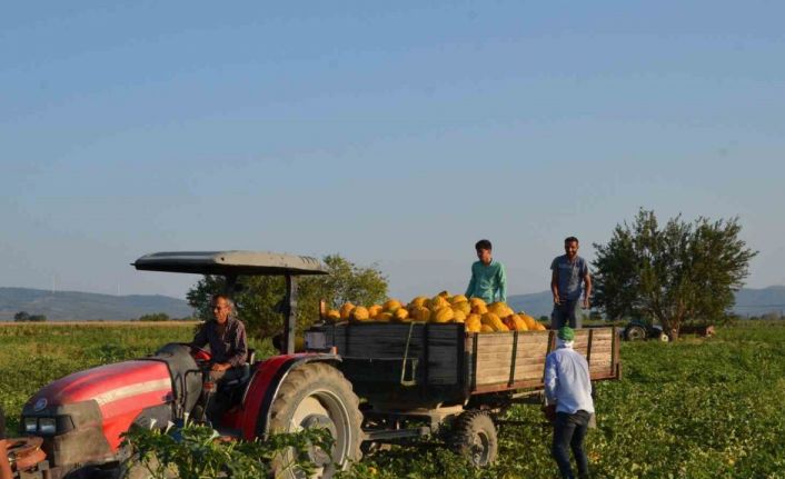 Kırkağaç kavununda ilk hasat