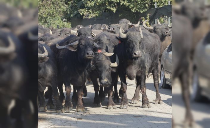 Kocaeli’de üreticilere damızlık manda boğası desteği