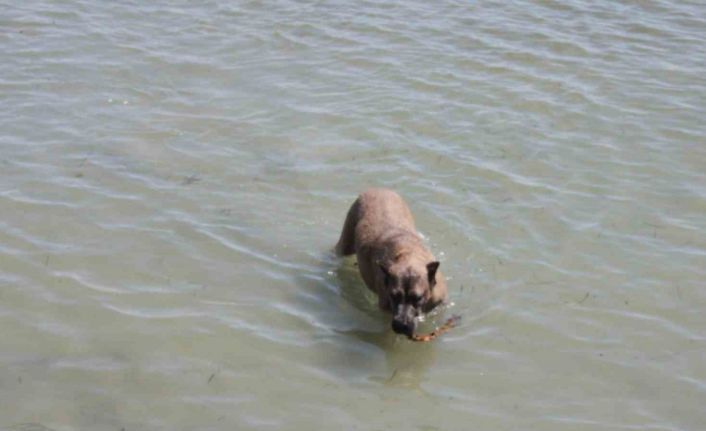 Köpeğin deniz keyfi: Hem serinliyor hem oynuyor