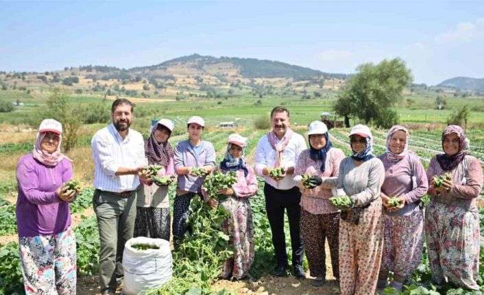 Kornişon salatası binlerce aileye ekmek kapısı oldu