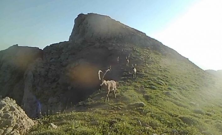 Koruma altında bulunan yaban keçileri fotokapana takıldı