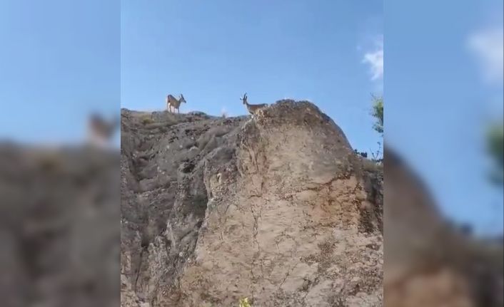 Koruma altındaki dağ keçileri Harput’ta görüntülendi