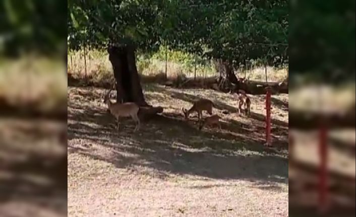 Köye, sürü halinde inen yaban keçileri görüntülendi