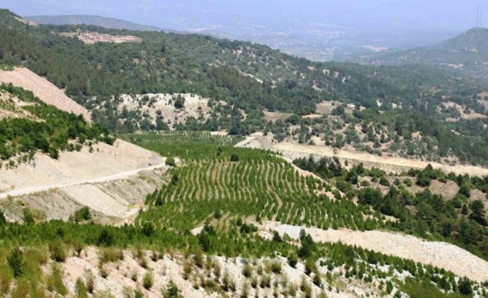 Kütahya’da 22 hektar maden sahasına 78 bin fidan dikildi