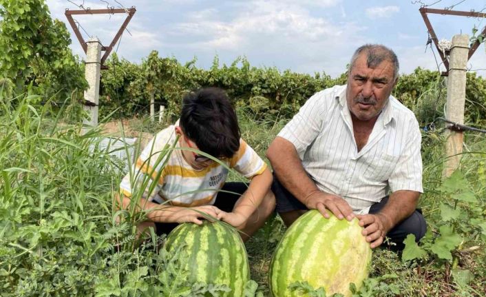 Manisalı çiftçi üzüm bağında 30 kiloluk karpuz yetiştirdi