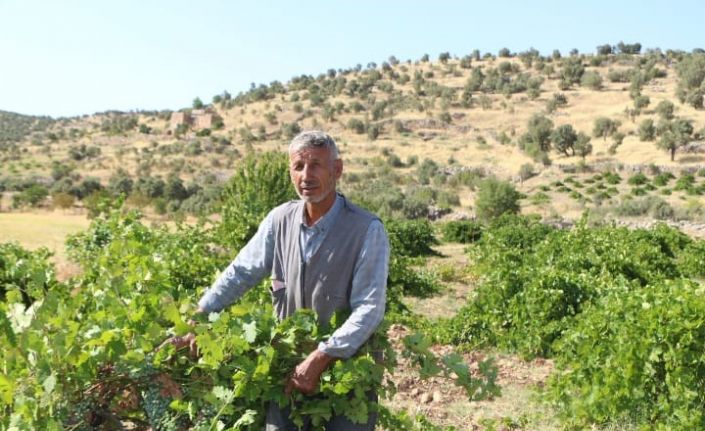 Mardin’de dördüncü kuşak üzüm yetiştiricisi yüksek rekolte bekliyor