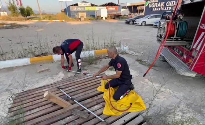 Mazgallara sıkışan kedileri itfaiye kurtardı