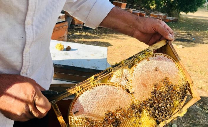 Merakla başladığı arıcılıkta, 70 kovandan binlerce kilo "Gülbal" üretiyor