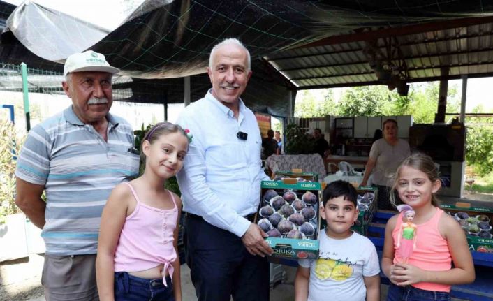 Mersin’de siyah incir hasadı yapıldı
