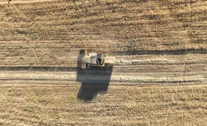 Metruk bir evde bulunmuştu, 150 ton rekolte bekleniyor