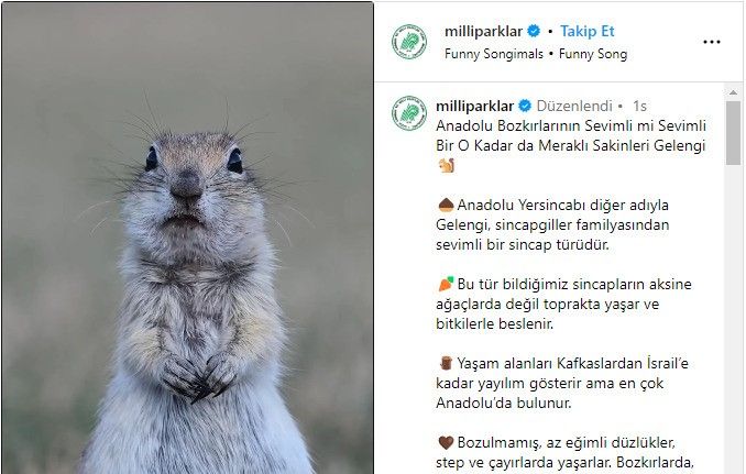 Milli Parklar’ın Anadolu yersincabı paylaşımı beğeni topladı