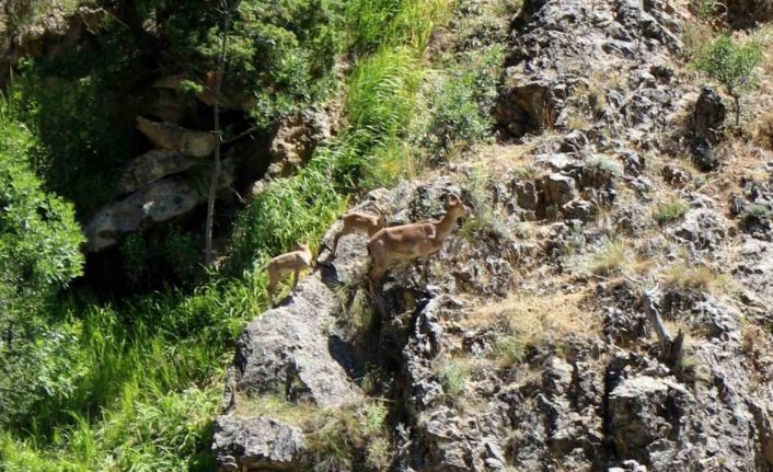 Munzur Dağlarında dağ keçileri görüntülendi