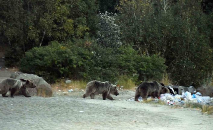 Nemrut’taki boz ayılar aç kalınca çöplüklere dadandı