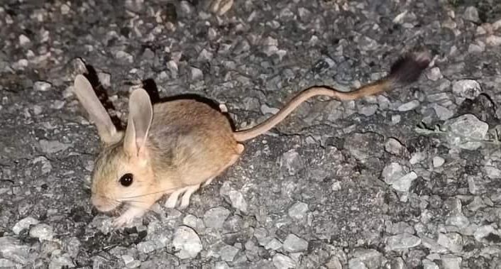 Nesli tükenmekte olan Arap tavşanı Erzincan’da görüntülendi