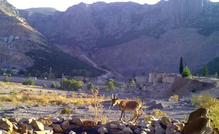 Ormancıların, can suyu havuzları yaban hayatına can oluyor