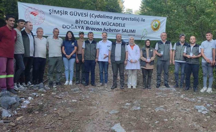 Ormanlarda şimşir güvesi zararlısı ile mücadelede olumlu sonuçlar alındı