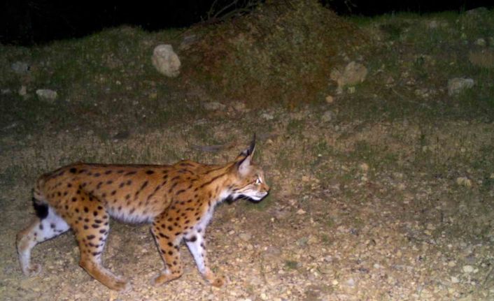 (ÖZEL) Eskişehir’in gizemli vaşağı böyle görüntülendi