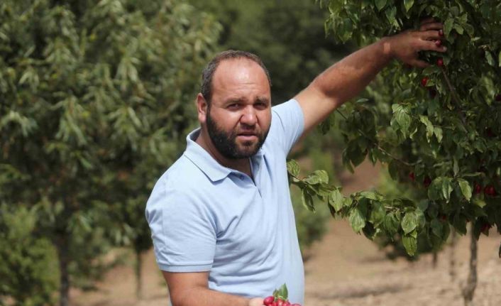 (Özel) Kızılcıkta hasat zamanı