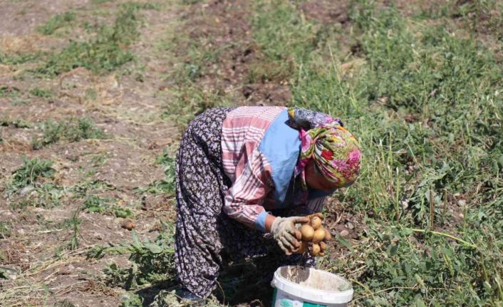 Patates diyarı Bolu’da hasat başladı