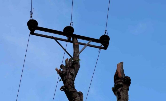 Rize’de kopan elektrik direğinin yerini ağaç aldı