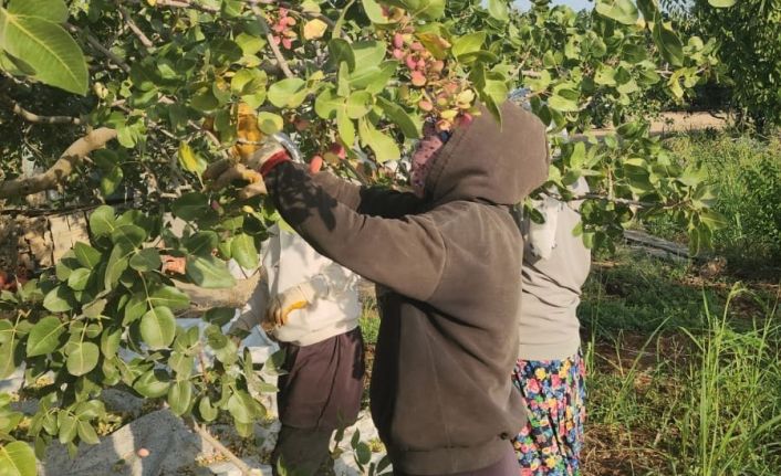 Şanlıurfa ve Siirt fıstığına rakip: Diyarbakır fıstığında hasat başladı