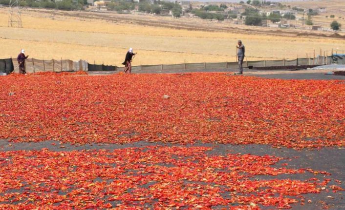 Şanlıurfa’da isotun acı serüveni başladı