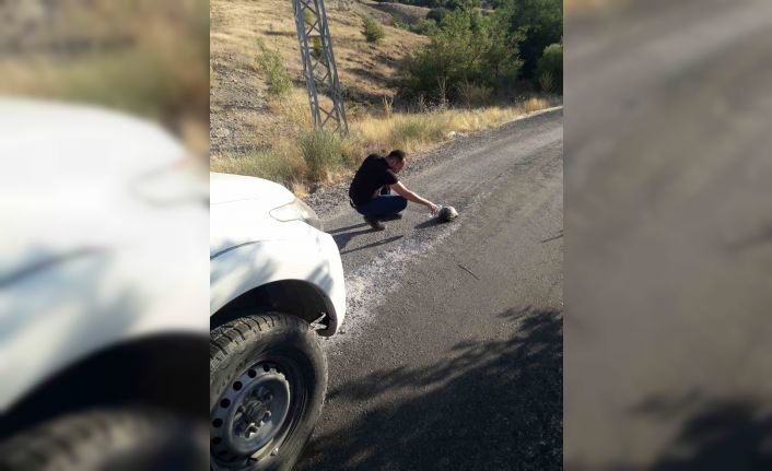 Sıcaktan etkilenen kaplumbağaya su içirdi