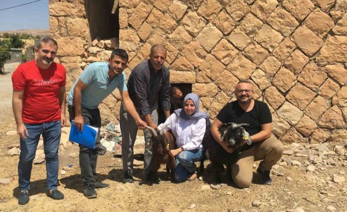 Siirt’te genç girişimci kadına 63 keçi verildi