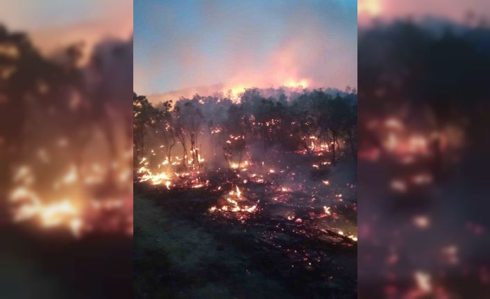 Siirt’te orman yangını: Birçok ilden destek istendi