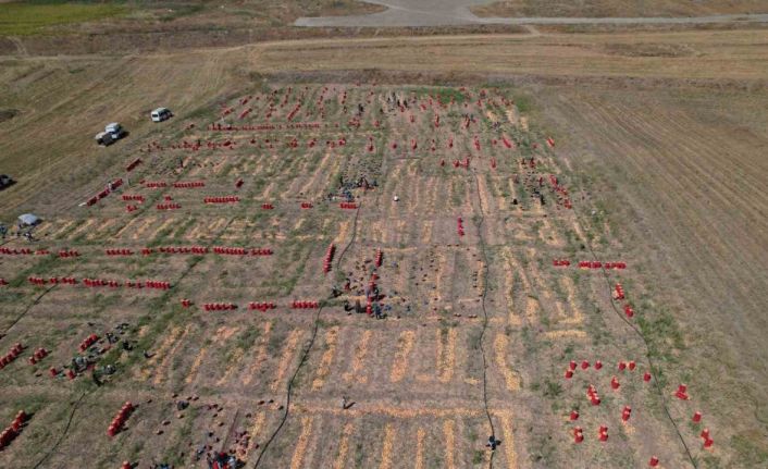 Soğanın başkenti Polatlı’da yazlık sökümünde sona gelindi