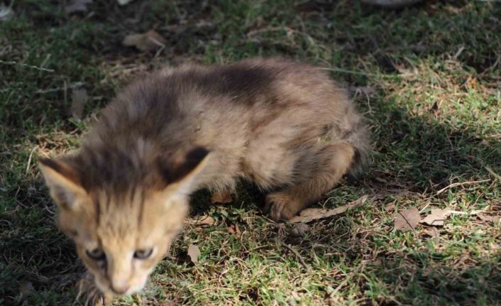 Soyu tehlike altındaki saz kedisi, Şırnak’ta görüldü
