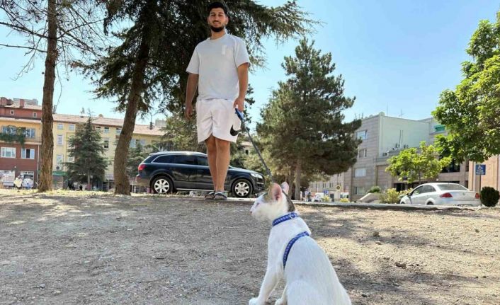 Tasmasıyla dolaşan kedi şehrin her yerini geziyor