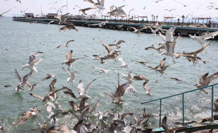 Tekirdağ sahilinde martıların ekmek kavgası