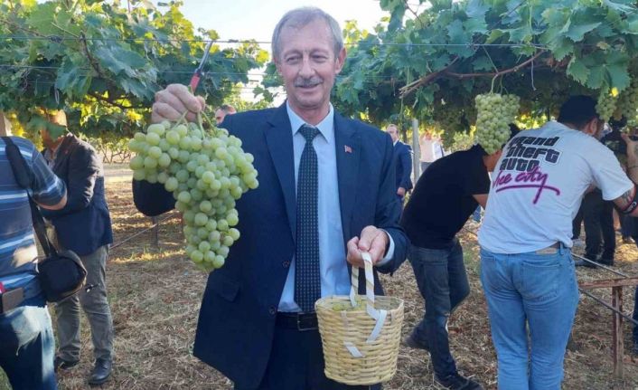 Tekirdağ’da bağ bozumu etkinliği: Binlerce çeşit üzüm hasat edildi