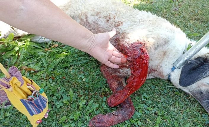 Tüfekle vurulduğu iddia edilen köpek kanlar içinde bulundu