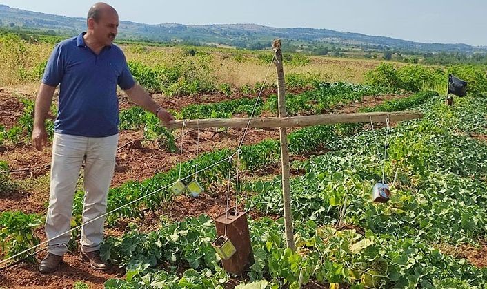 Ürününü domuzlardan tenekeyle koruyor