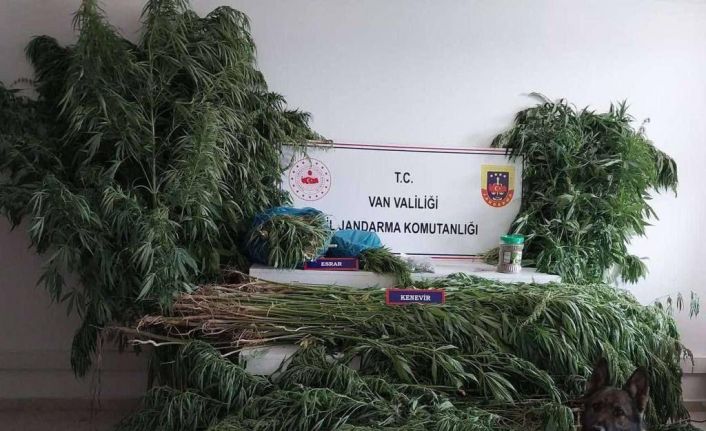 Van’da 605 kök hint keneviri ele geçirildi