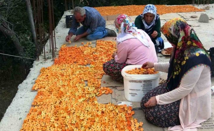 Van’da kayısı kurutma dönemi