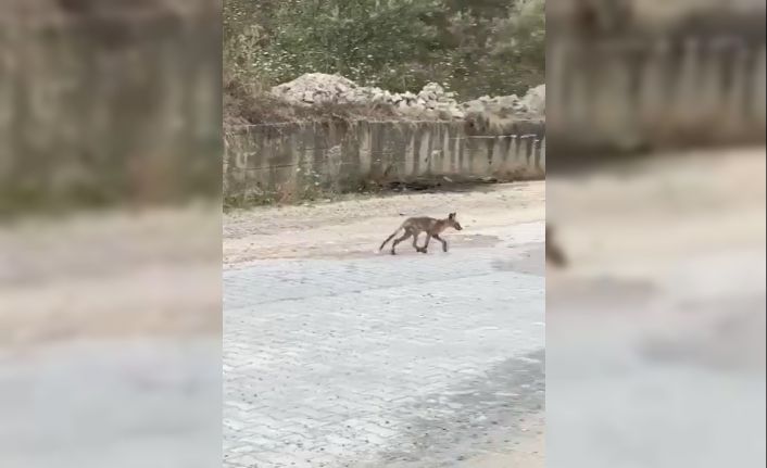 Yalova’da kent merkezine inen tilkiler kameralarda