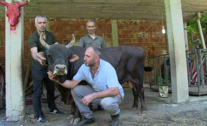 24 yaşındaki şampiyon boğa sahibi ne derse anlıyor