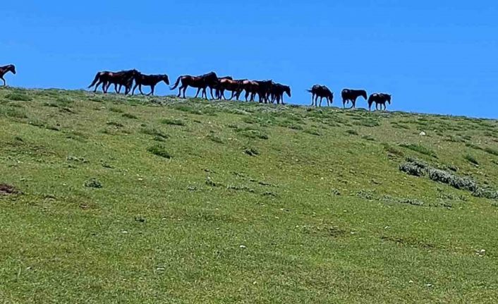 Akdağ’ın özel ve güzel sakinleri: Yılkılar