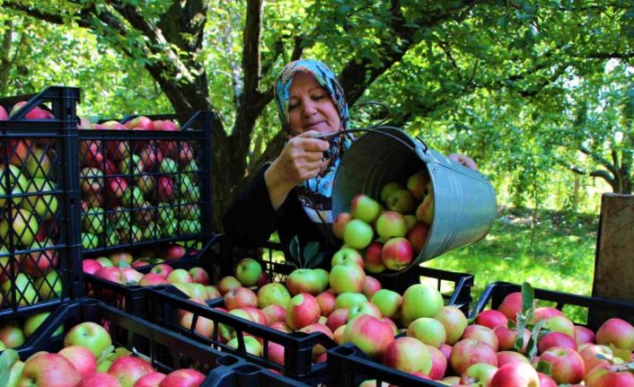 Amasya’nın 2 bin yıllık sembolü misket elmasının hasadı başladı