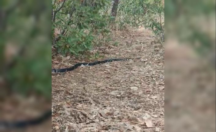 Anne kuş yuvasına girmek isteyen yılanın dikkatini böyle dağıttı