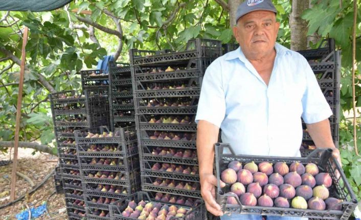 Antalya’da 800 rakımlı köyde incir hasadı başladı