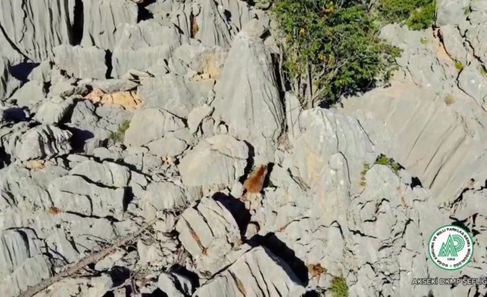 Antalya’da anne ayı ve ikizleri dron ile görüntülendi