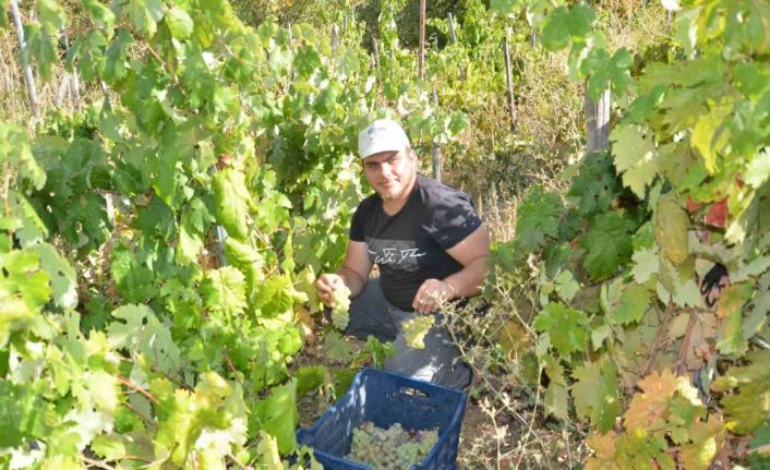 Antalya’da üzüm sepetleri boş kaldı