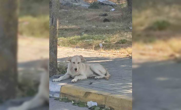 Avcılar’da boğazı kesik köpek bulundu